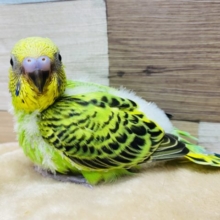 定番人気カラーのセキセイインコ！オパーリンやって来ました〜