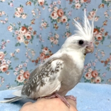 オカメインコ  ホワイトフェイスシナモンパールパイド  1/20