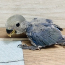 おメメキラキラ〜♡ コザクラインコ バイオレット