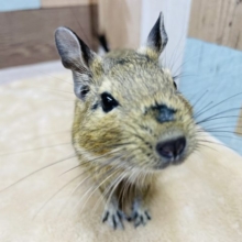 キレイなお顔のイケメンくんです☆デグーのアグーチカラー！