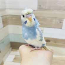 なでなではお好きのよう♡羽衣セキセイインコヒナ(スパングルパイド)