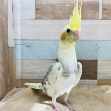 こんなに立派なのにまだヒナなんです☆オカメインコのパールパイドカラー！
