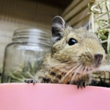 最新画像あり！ベタ慣れになりました！ツンデレボーイ♡デグー(ノーマル)男の子