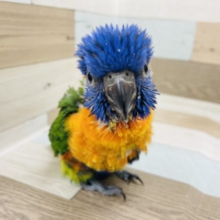 満場一致の可愛さ♥️アカエリゴシキセイガイインコヒナ！
