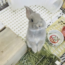 超ホヤホヤ最新画像！世界最大級のウサギがやってきた〜♥️フレミッシュジャイアントくん！