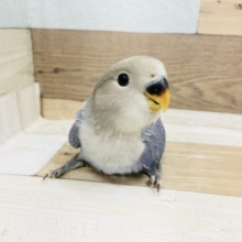 超ホヤホヤ最新画像☆可愛すぎるんですよ…コザクラインコヒナ(バイオレットオパーリン)