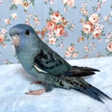 サザナミインコ  コバルト  2/1