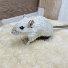 クリクリな目がキュートな仔☆カラージャービル！