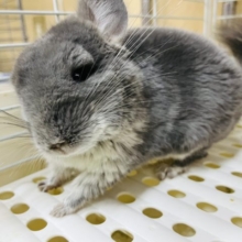もっふもふのシャイボーイ！チンチラ男の子(バイオレット)