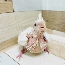 真っ白な美人さん♡オカメインコヒナ(ピュアホワイト)