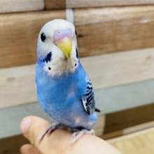最新画像有り☆まん丸おめめのセキセイさん！やってきました〜☆