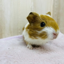 お顔の模様が特徴的☆イングリッシュモルモットの女の子