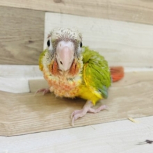 待ってました✨ウロコインコヒナ(パイナップル)