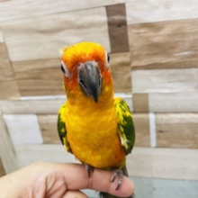 超ホヤホヤ最新画像！スーパーモデルの甘え上手♥コガネメキシコインコ～～