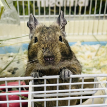 ちょ…やめて？なツンデレ♥ノーマルデグーちゃん！