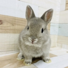可愛さにイチコロ♥ネザーランドドワーフ(オパール)