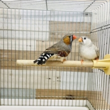 なかなか入舎が少ないです！ジャンボキンカチョウペア！
