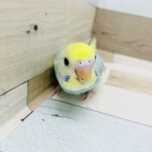 人気の子が来ました✨セキセイインコヒナ(パステルレインボースパングルパイド)