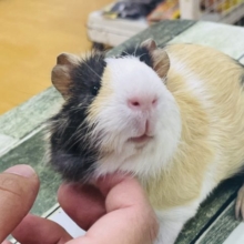 最新画像アップしました！！なでなで大好き♡個性的なカラー☆イングリッシュモルモット男の子！