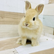 またまた可愛い子のお出ましじゃ〜♪ネザーランドドワーフ(オレンジ)