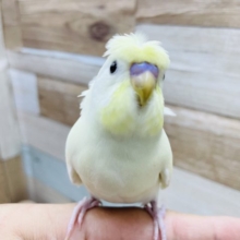 超ホヤホヤ最新画像♪優しいクリームカラー☆羽衣セキセイインコ！
