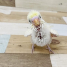 てちてち大突進♡羽衣セキセイインコヒナ(クリーム)