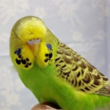 ジャンボセキセイインコ（グリーン系）　最新画像　2021年02月06日