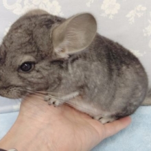 チンチラ（グレー）男の子　2022年02月12日　最新画像