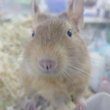 撫でられるのが大好きです☆　デグー　サンドになります～～　最新画像2022年02月12日
