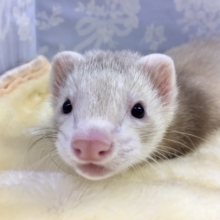 マーシャルフェレット（シナモン）男の子　２０２１年１１月１５日生まれ