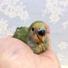 小桜インコ（オレンジフェース）２０２１年１２月生まれ