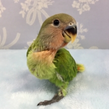 小桜インコ（オパーリン）２０２１年１２月生まれ