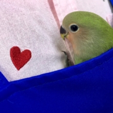 R4.2/5撮影　小桜インコ（ノーマル）２０２１年１２月生まれ