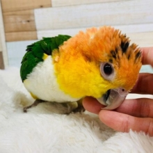 一度味わったら止められない!!べたなれシロハラインコさん♪
