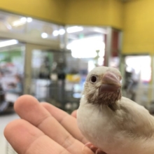 珍しい文鳥さんです　R4　１／9撮影