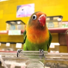 久々ボタンちゃん入舎！　R3　１２／１５撮影