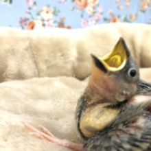 人気の文鳥が入舎です　R４　１／２０撮影