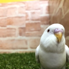 密かな人気、アルビノセキセイさん☆１／２７撮影