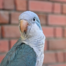 ニギコロＯK！オキナインコ（ブルー）ちゃん