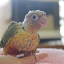 手乗りウロコインコ（パイナップル）ヒナちゃん✨