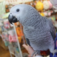 手乗りヨウムさん