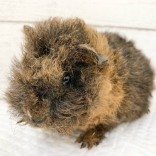 ふわもこ！テッセルモルモット　男の子