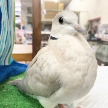 最新画像！のんびり屋さんなジュズカケバト