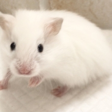 まっしろふわふわ！サテンハムスター　男の子