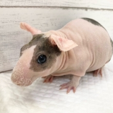 とってもくいしんぼ！スキニーギニアピッグ　男の子