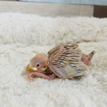 人気っこ！☆ シナモン文鳥！