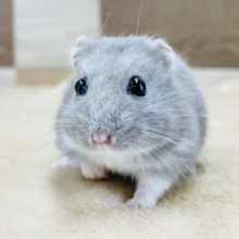 見事な丸体系！？ロシアンブルーハムスターくん！