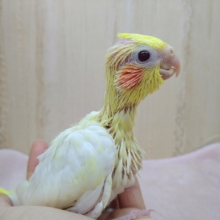 大人気！オカメインコルチノーさん来ましたよ〜