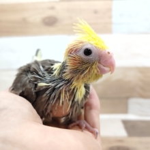オカメインコのヒナ入荷いたしました～♡