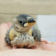 桜文鳥のヒナさん入荷いたしました～💓